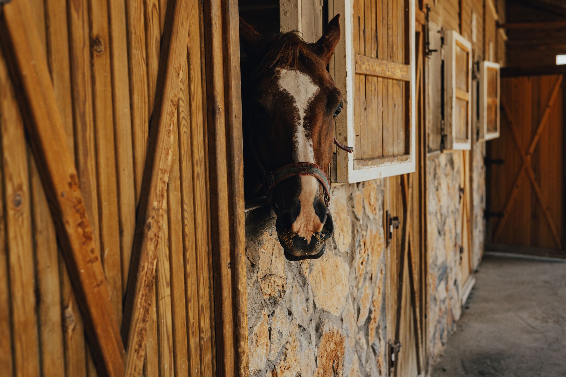 Koń wyglądający z drewnianej stajni na wsi Koń wyglądający z drewnianej stajni na wsi
